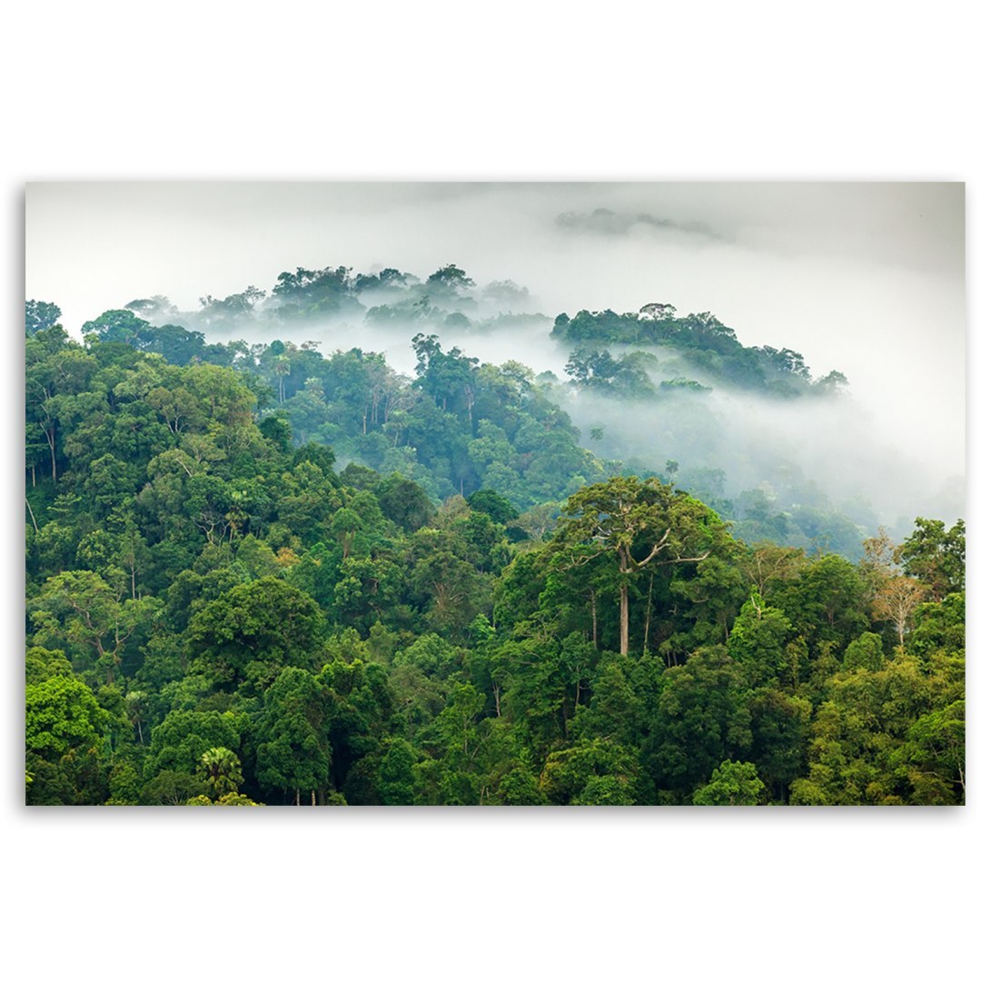 Emaga Obraz na płótnie, Las we mgle - 90x60